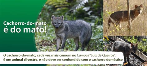 Проверьте 'cachorro do mato' перевод на английский. Cachorro-do-mato é do mato! | Informativo eletrônico interno