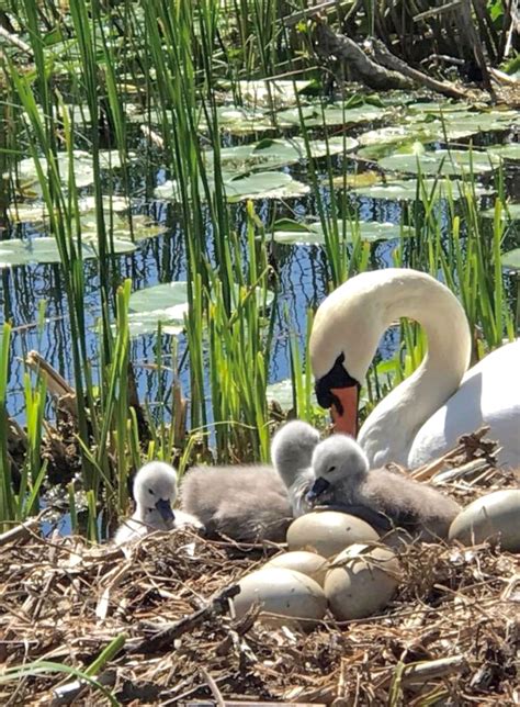 Elegant White Mute Swan In Her Nest With Eggs And Hatched Cygnets
