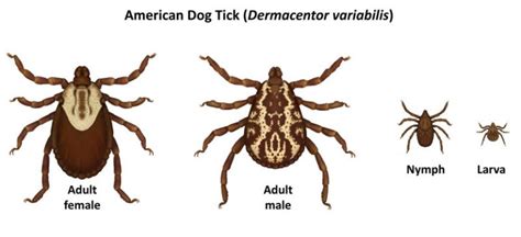 Tick flea pest control products available in different forms such as electronic devices, aerosol sprays, gums, traps. 7 ways to get rid of fleas and ticks on your Minnesota ...