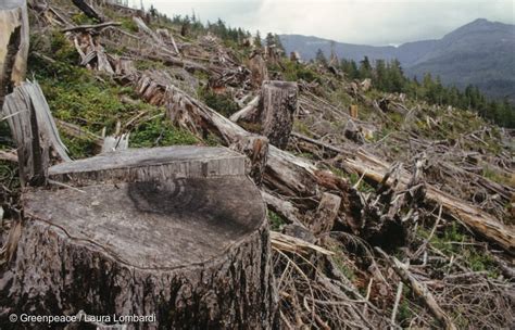 Clearcut In The Tongass National Forest Greenpeace Usa