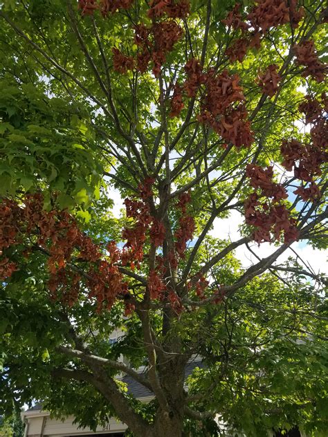 Plants pick up the disease via their root system, where the infection quickly spreads from root to. What is happening to my maple? Is it Verticillium Wilt ...