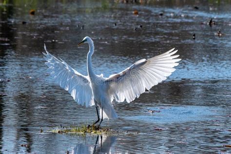 Shot Of The Beautiful White And Long Feathered Eastern Great Egret