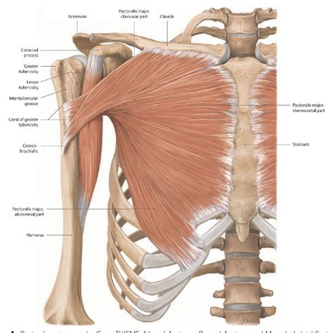 Anatomy Of Chest Wall Dorsal Aspect Of Thorax Posterior And Lateral Images