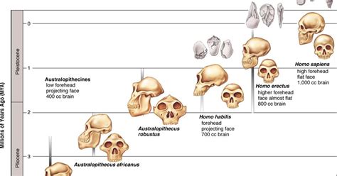 Biological Trends In Human Evolution And Cultural Evolution Biological