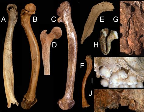 what neanderthal bones reveal about their sex lives sapiens