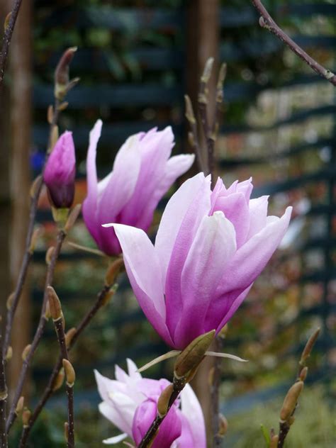 The deciduous leaves are fresh green, glossy, broadly elliptic and densely cover the whole plant when in leaf. remembrance plant gifts magnolia heaven scent by ...