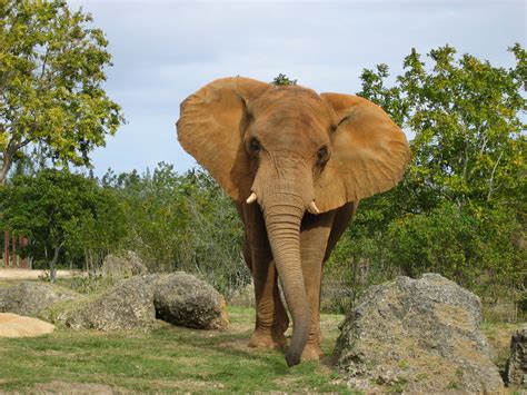 Fileafrikanische Elefant Miami2 Wikimedia Commons