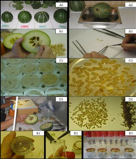 Are fertilized eggs haploid or diploid. Rescue and culture of haploid embryos. A1 - A2 ...