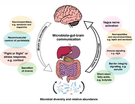 The Gutbrain Axis A Bidirectional Link Between The Brain And The Gut