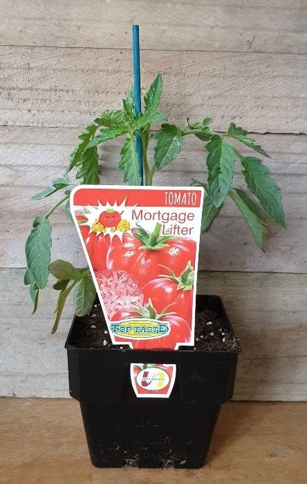 Tomato Mortgage Lifter 100mm 2 Garden Feast