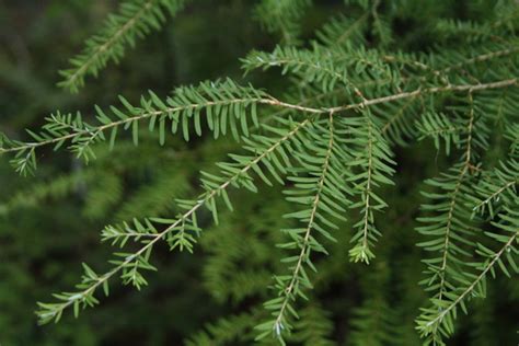 About Western Hemlock Tree Identification Properties And Uses