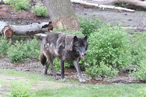 Detroit Zoo Gray Wolves Waziyata And Kaskapahtew Have