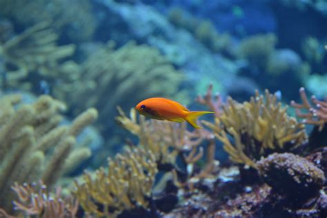 Fotos Gratis Mar Oceano Playa Submarino Biología Azul Pescado