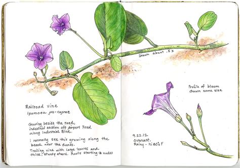 Railroad Vine Nature Art Nature Journal Nature Sketch