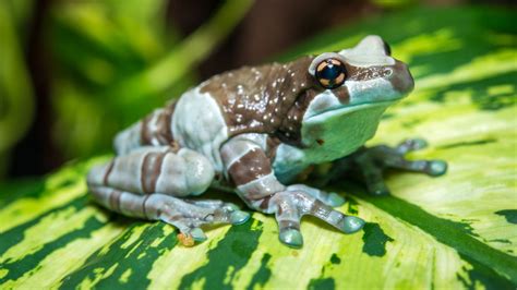 In the current climate, schools have had to adapt quickly to educating remotely and frog has supported them in this. Amazon Milk Frog - The Houston Zoo