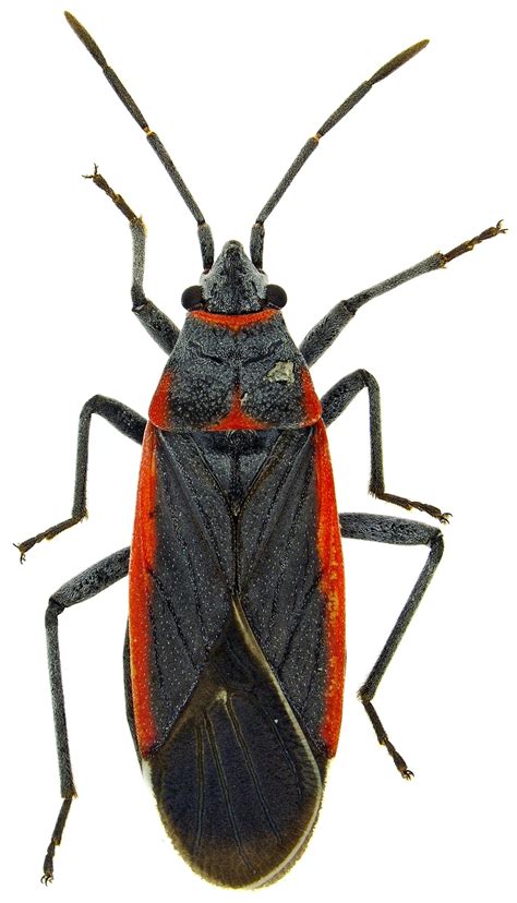 Female Melacoryphus Lateralis Bugguidenet