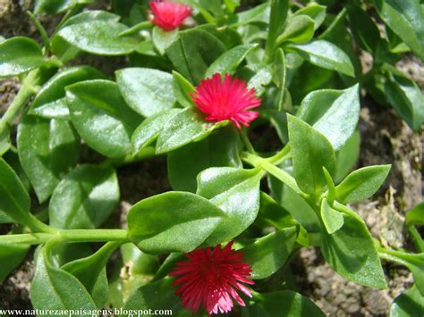 Natureza e Paisagens: ROSINHA -DE-SOL