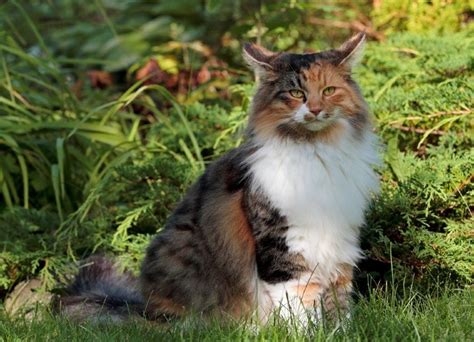 How Much Does A Norwegian Forest Cat Cost 2024 Price Guide Hepper
