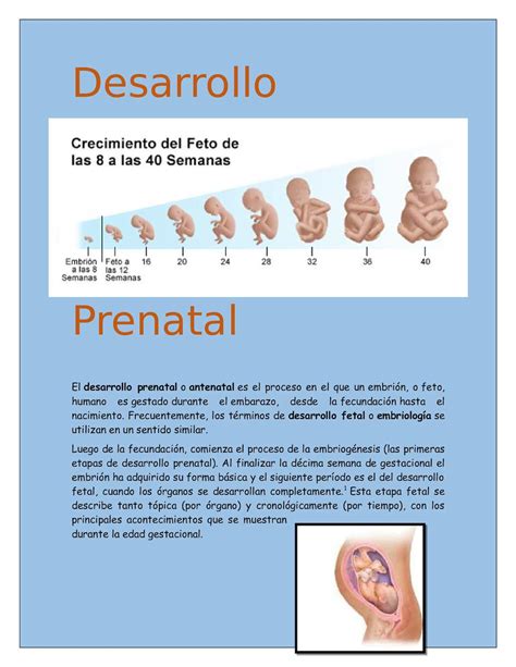 Calam O Desarrollo Prenatal