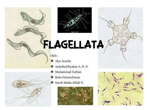 Gambar Pengertian Flagellata Ciri Klasifikasi Reprodu