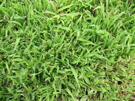 Grasslands refers to land with natural grass cover without trees or very few widely scattered trees. Environmental Challenges of the RP / Bermuda Grass for Sports Field