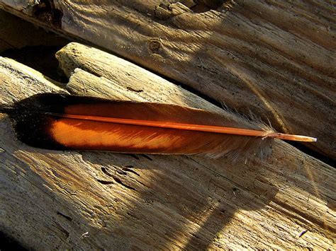 Northern Flicker Feather Northern Flicker Flicker Feather Art