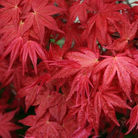 They reach maturity in 10 to 20 years. Emperor 1 Japanese Maple - Watters Garden Center