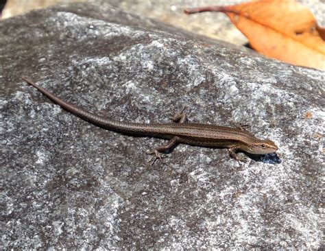 Reptiles Of South East Queensland