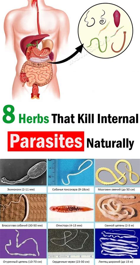 8 Herbs That Will Help Drive Parasites From The Human Body Body