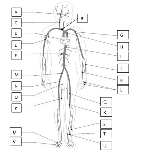 The Major Arteries Veins Of The Body Diagram Quizlet
