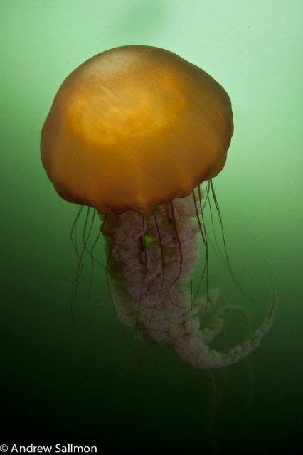Sea Nettle Jellyfish Under The Sea Open Ocean Sea Life