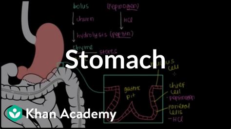 Stomach Gastrointestinal System Physiology Nclex Rn Khan Academy