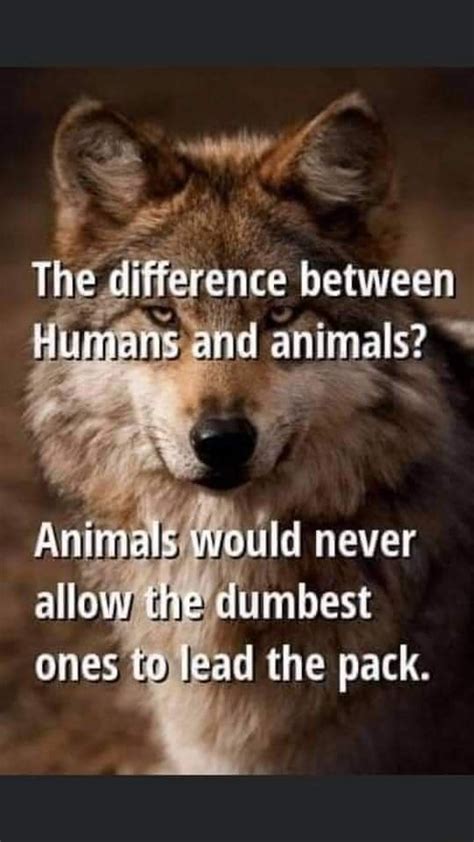The Difference Between Humans And Animals Animals Would Never Allow