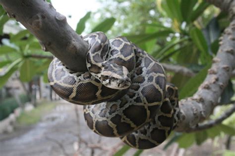 15 Biggest Snakes In The World With Pictures Parade Pets