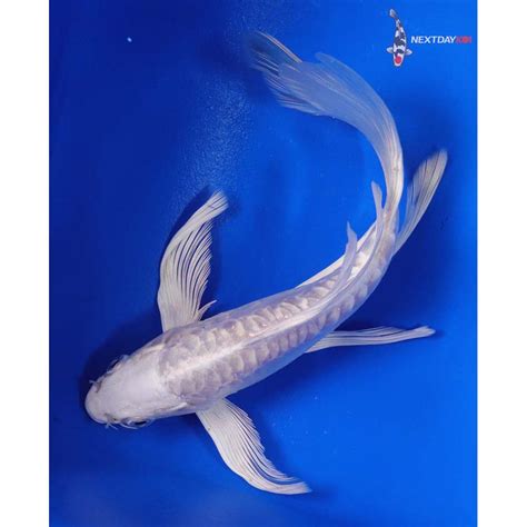 65 Imported Doitsu Platinum Ogon Butterfly Koi Koi Fish For Sale