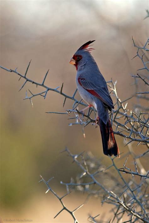 142 Best Redbirdys Cardinals Images On Pinterest Little