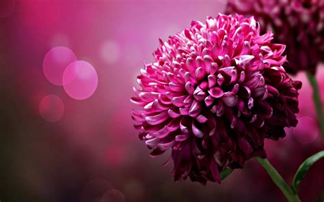 Chrysanthemums Hd Wallpaper 1920x1200 22688