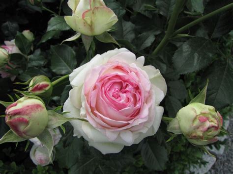 Rosa Eden Rose 85 R Str V Strauchrose Häußermann
