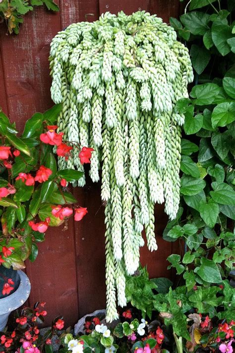 Great savings & free delivery / collection on many items. Donkey Tail Plants - Be Creative