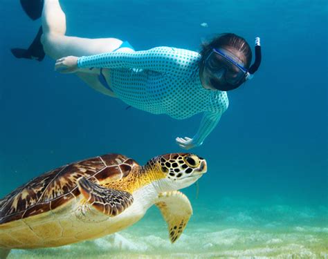 Turtle Excursion Maladiwa Beach And Spa
