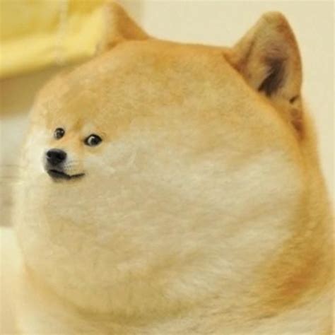 Doge Meme Much Wow Dog Funny Shiba Inu Meme