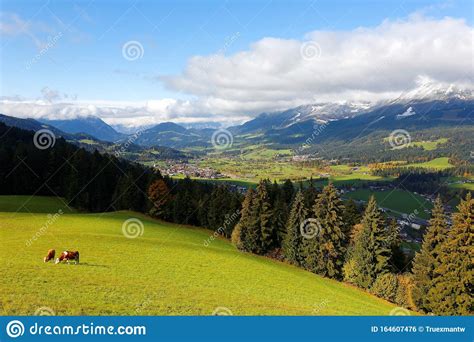 Beautiful Autumn Scenery Of An Alpine Ranch With The Cattle Grazing On