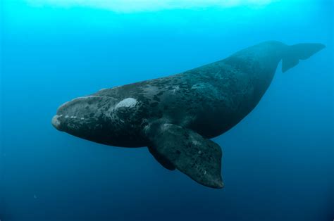 First North Atlantic Right Whale To Be Found Dead This Year Likely Hit