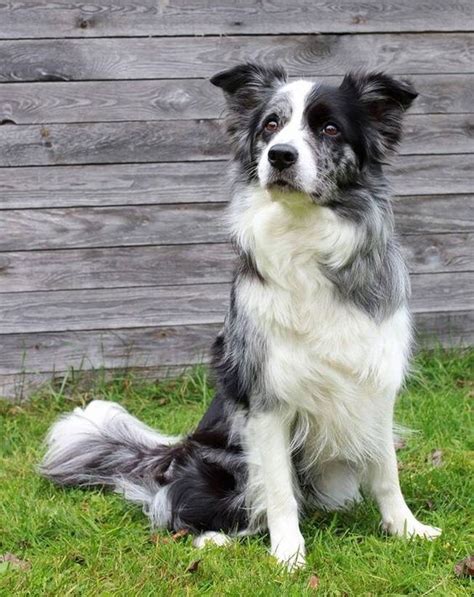 Border Collie The Smartest Dog Breed In The World The