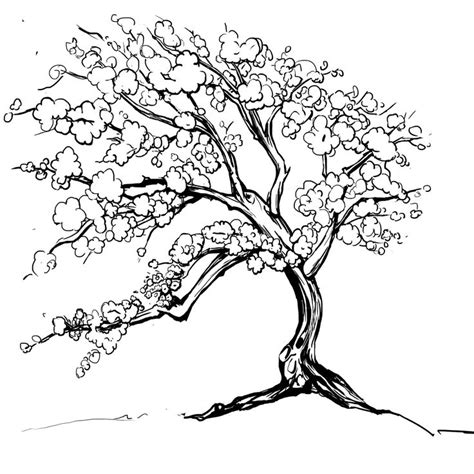 Pypus is now on the social networks, follow him and get latest free coloring pages and much more. Image result for drawing of orange blossom | Tree coloring ...