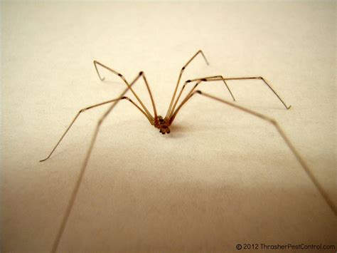 The door in the basement spider. Identification of Common Household Spiders | Thrasher ...