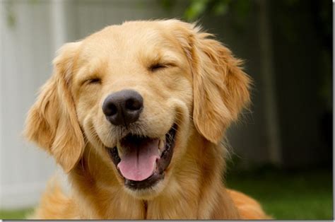 Top 20 Happiest Dogs Showing Their Best Smiles Page 17 Of 20 Logicgoat
