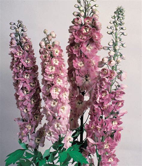 Delphinium ‘magic Fountains Cherry Blossom Uncle Johns Home And Garden