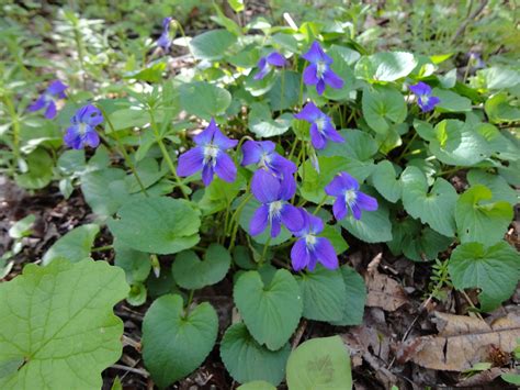Wild Common Violets Wildflower Photo Woodland Flowers Forest Light