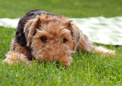 Welsh is one of the oldest languages in europe. Welsh Terrier - Hondenrassen Wijzer ️